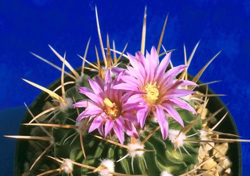 Stenocactus_crispatus